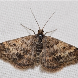 Scopula rubraria (Reddish Wave, Plantain Moth) at Jerrabomberra, NSW - 26 Sep 2025 by DianneClarke