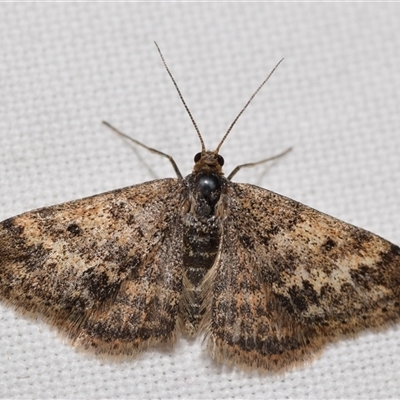 Scopula rubraria (Reddish Wave, Plantain Moth) at Jerrabomberra, NSW - 26 Sep 2025 by DianneClarke