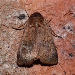 Diarsia intermixta (Chevron Cutworm, Orange Peel Moth.) by DianneClarke