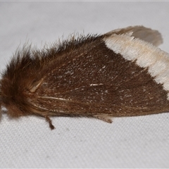 Euproctis baliolalis (Browntail Gum Moth) at Jerrabomberra, NSW - 26 Sep 2025 by DianneClarke