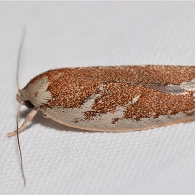 Euchaetis rhizobola (A Concealer moth (Wingia group)) at Jerrabomberra, NSW - 26 Sep 2025 by DianneClarke