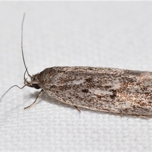 Acantholena siccella (A Concealer moth (Chezala Group)) by DianneClarke