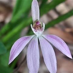 Caladenia carnea at Pappinbarra, NSW - 26 Sep 2025 by jonvanbeest