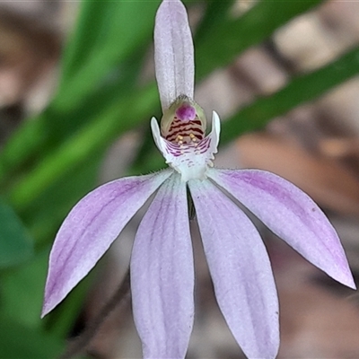 Caladenia carnea at Pappinbarra, NSW - 26 Sep 2025 by jonvanbeest