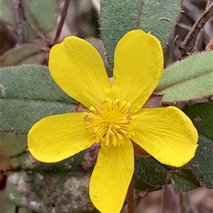 Hibbertia dentata (Twining Guinea Flower) at Pappinbarra, NSW - 26 Sep 2025 by jonvanbeest