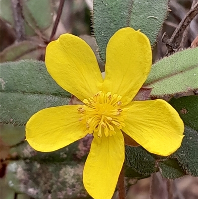 Hibbertia dentata (Twining Guinea Flower) at Pappinbarra, NSW - 26 Sep 2025 by jonvanbeest