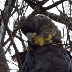 Calyptorhynchus lathami lathami (Glossy Black-Cockatoo) at Windellama, NSW - 16 Dec 2019 by GITM2