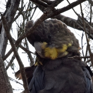 Calyptorhynchus lathami lathami (Glossy Black-Cockatoo) at Windellama, NSW - 16 Dec 2019 by GITM2
