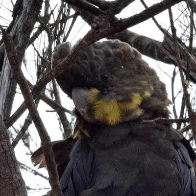 Calyptorhynchus lathami lathami (Glossy Black-Cockatoo) at Windellama, NSW - 16 Dec 2019 by GITM2