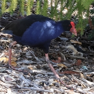Porphyrio melanotus (Australasian Swamphen) at Wodonga, VIC - 17 Sep 2025 by KylieWaldon