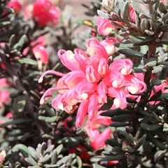 Grevillea (genus) at Wodonga, VIC - 17 Sep 2025 by KylieWaldon