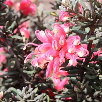 Grevillea (genus) at Wodonga, VIC - 17 Sep 2025 by KylieWaldon