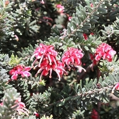 Grevillea (genus) at Wodonga, VIC - 17 Sep 2025 by KylieWaldon