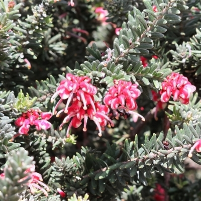 Grevillea (genus) at Wodonga, VIC - 17 Sep 2025 by KylieWaldon
