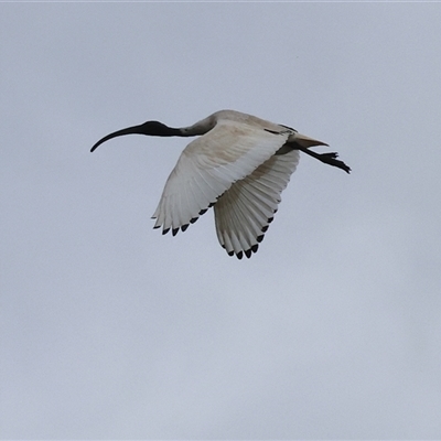 Threskiornis molucca (Australian White Ibis) at Wodonga, VIC - 17 Sep 2025 by KylieWaldon