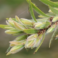Chironomidae (family) (Non-biting Midge) at Wodonga, VIC - 17 Sep 2025 by KylieWaldon