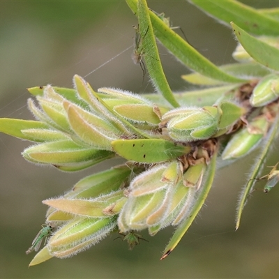 Chironomidae (family) (Non-biting Midge) at Wodonga, VIC - 17 Sep 2025 by KylieWaldon