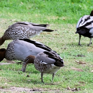 Chenonetta jubata (Australian Wood Duck) at Wodonga, VIC - 17 Sep 2025 by KylieWaldon