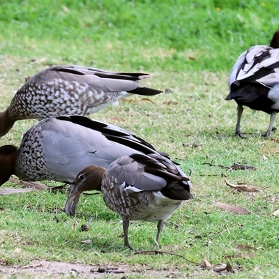 Chenonetta jubata (Australian Wood Duck) at Wodonga, VIC - 17 Sep 2025 by KylieWaldon