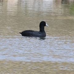Fulica atra (Eurasian Coot) at Wodonga, VIC - 17 Sep 2025 by KylieWaldon