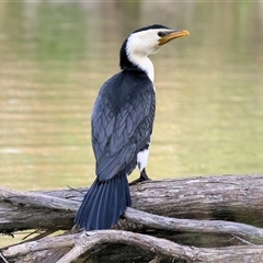 Microcarbo melanoleucos (Little Pied Cormorant) at Wodonga, VIC - 17 Sep 2025 by KylieWaldon