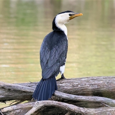 Microcarbo melanoleucos (Little Pied Cormorant) at Wodonga, VIC - 17 Sep 2025 by KylieWaldon