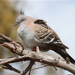 Ocyphaps lophotes (Crested Pigeon) at Wodonga, VIC - 17 Sep 2025 by KylieWaldon