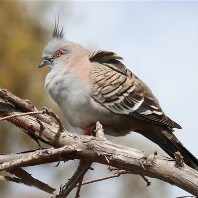 Ocyphaps lophotes (Crested Pigeon) at Wodonga, VIC - 17 Sep 2025 by KylieWaldon