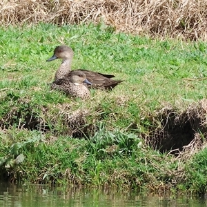 Anas gracilis (Grey Teal) at Wodonga, VIC - 17 Sep 2025 by KylieWaldon