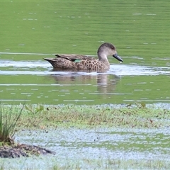 Anas gracilis at Wodonga, VIC - 17 Sep 2025 12:21 PM