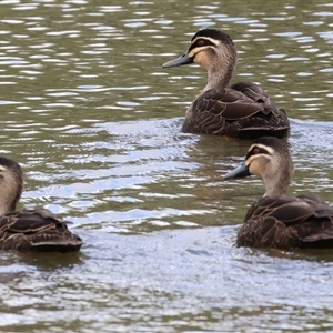 Anas superciliosa (Pacific Black Duck) at Wodonga, VIC - 17 Sep 2025 by KylieWaldon