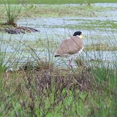 Vanellus miles (Masked Lapwing) at Wodonga, VIC - 17 Sep 2025 by KylieWaldon