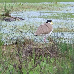 Vanellus miles (Masked Lapwing) at Wodonga, VIC - 17 Sep 2025 by KylieWaldon