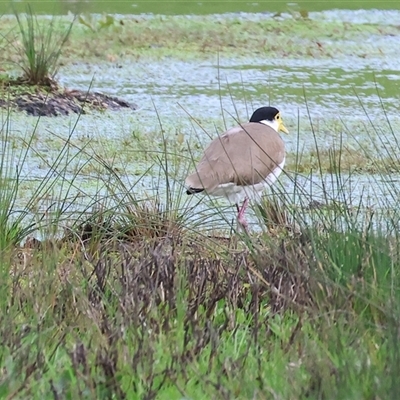 Vanellus miles (Masked Lapwing) at Wodonga, VIC - 17 Sep 2025 by KylieWaldon