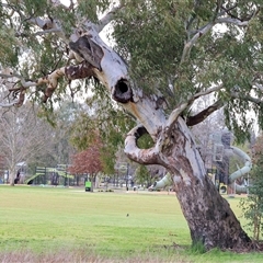 Eucalyptus blakelyi at Wodonga, VIC - 17 Sep 2025 by KylieWaldon