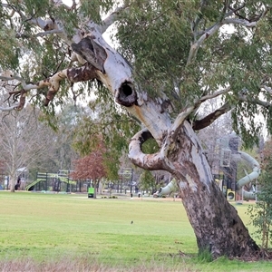 Eucalyptus blakelyi at Wodonga, VIC - 17 Sep 2025 by KylieWaldon