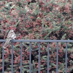 Anthochaera carunculata (Red Wattlebird) at Wodonga, VIC - 17 Sep 2025 by KylieWaldon
