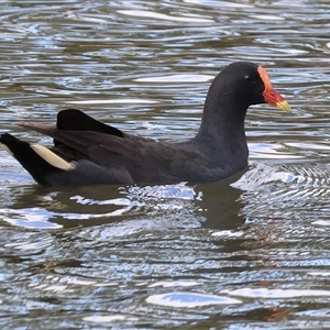 Gallinula tenebrosa (Dusky Moorhen) at Wodonga, VIC - 17 Sep 2025 by KylieWaldon