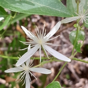 Clematis glycinoides at Pappinbarra, NSW - 26 Sep 2025 by jonvanbeest