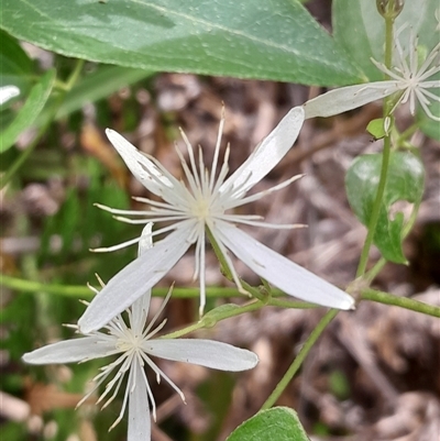 Clematis glycinoides at Pappinbarra, NSW - 26 Sep 2025 by jonvanbeest