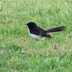 Rhipidura leucophrys (Willie Wagtail) at Wodonga, VIC - 17 Sep 2025 by KylieWaldon