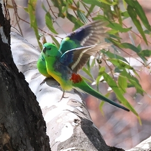 Psephotus haematonotus (Red-rumped Parrot) at Wodonga, VIC - 17 Sep 2025 by KylieWaldon