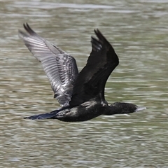 Phalacrocorax sulcirostris (Little Black Cormorant) at Wodonga, VIC - 17 Sep 2025 by KylieWaldon