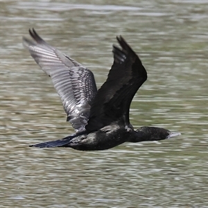 Phalacrocorax sulcirostris (Little Black Cormorant) at Wodonga, VIC - 17 Sep 2025 by KylieWaldon