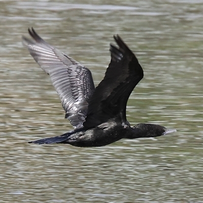 Phalacrocorax sulcirostris (Little Black Cormorant) at Wodonga, VIC - 17 Sep 2025 by KylieWaldon