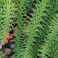 Araucaria heterophylla at Wodonga, VIC - 17 Sep 2025 by KylieWaldon