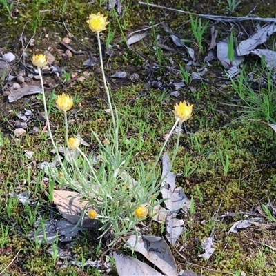 Leucochrysum albicans at Albury, NSW - 18 Sep 2025 by KylieWaldon