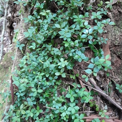 Peperomia tetraphylla at Pappinbarra, NSW - 9 Sep 2025 by jonvanbeest
