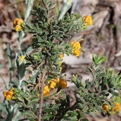 Grevillea alpina at Glenroy, NSW - 18 Sep 2025 by KylieWaldon