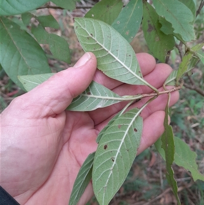Psychotria loniceroides (hairy psychotria) at Pappinbarra, NSW - 9 Sep 2025 by jonvanbeest